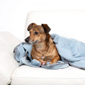 Dogline accessoires honden deken doctor bark fleece deken licht blauw hond op bank dichterbij